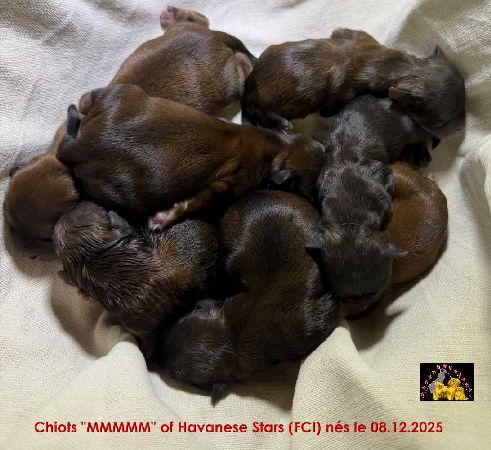 chiots bichon havanais fauve charbonn�s  Marguerite Seeberger