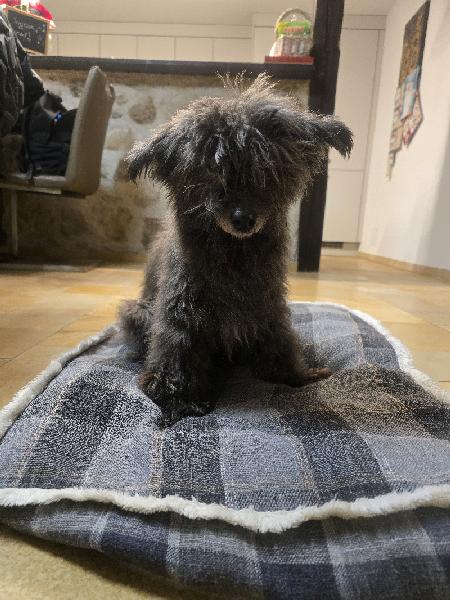 Incredible Ivo of Havanese Stars (FCI)  Marguerite Seeberger