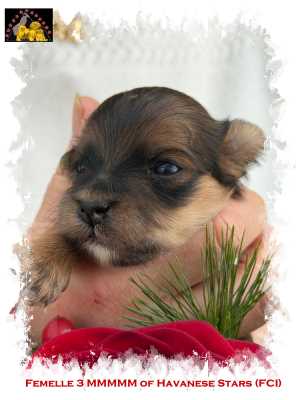 havanese puppy female fauve charbonn�e  Marguerite Seeberger