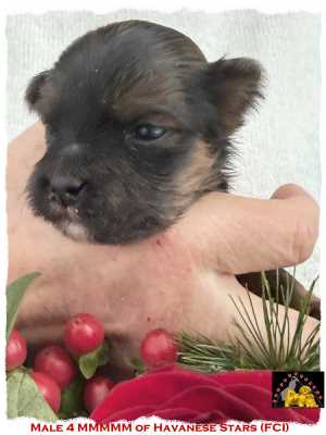 puppy Havanese m�le fawn Marguerite Seeberger Havanese Stars