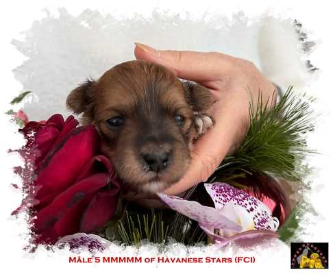 chiot bichon Havanais fauve charbonn� m�le  Marguerite Seeberger