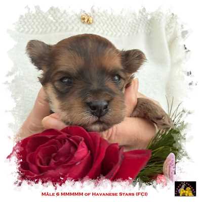 Puppy male Havanese   of Havanese Stars (FCI) Marguerite Seeberger