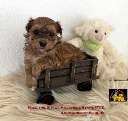 chiot bichon havanais m�le 5 semaines  Marguerite Seeberger