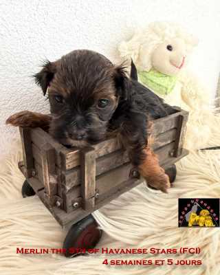 puppy m�le Havanese of Havanese Stars (FCI) Marguerite Seeberger