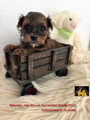 Havaneserwelpe of Havanese Stars (FCI) M. Seeberger