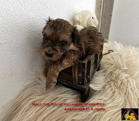 chiot bichon havanais m�le Havanese Stars (FCI) M. Seeberger