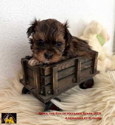 femelle chiot bichon havanais of Havanese Stars (FCI) Marguerite Seeberger