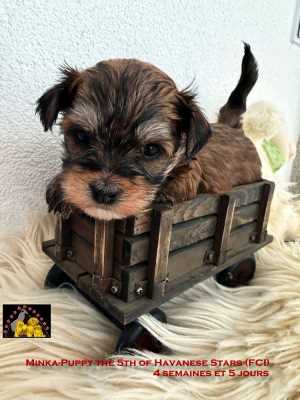 female havanese puppy of Havanese Stars (FCI) M. Seeberger