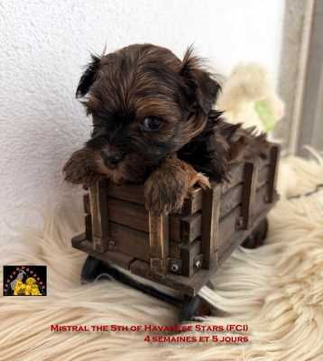 chiot bichon havanais m�le fauve charbonn� Mistral the 5th of Havanese Stars (FCI)  Marguerite Seeberger