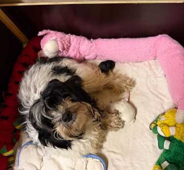 Filiz then5thofHavaneseStars(FCI) et ses chiots