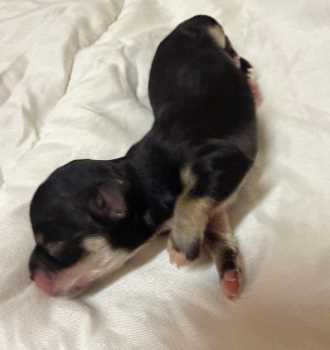 Havaneser Welpe of Havanese Stars (FCI)