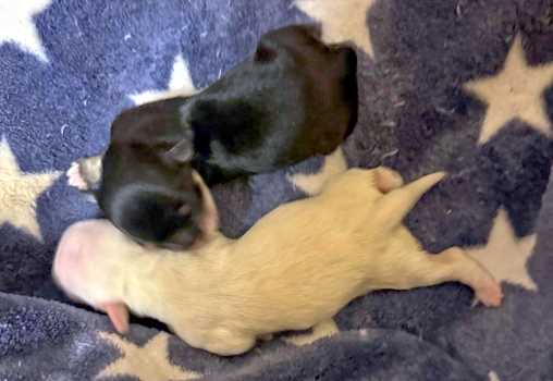 chiot nouveau-n� of Havanese Stars