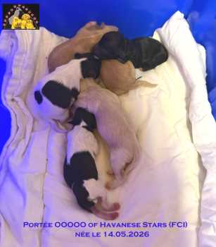 Havanese puppies of Havanese Stars FCI  Havaneser Welpen M. Seeberger
