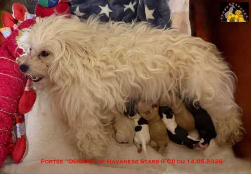 Zahara et ses 6 chiots n�s le 14.05.2026  Havaneser Welpen Havanese Stars