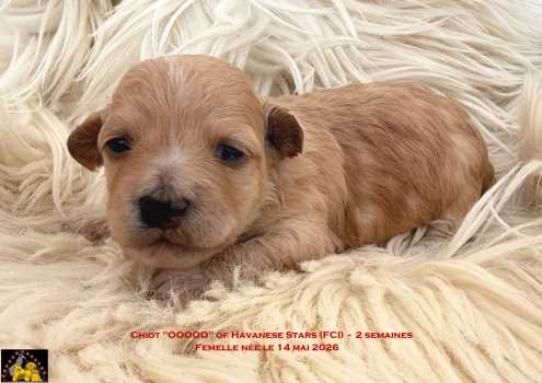 Havaneserwelpe H�ndin of Havanese Stars (FCI)  Marguerite Seeberger