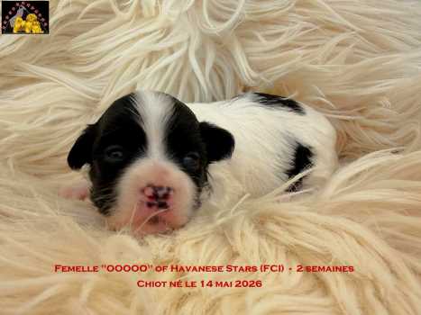 Havaneserwelpe of Havanese Stars (FCI)  Marguerite Seeberger