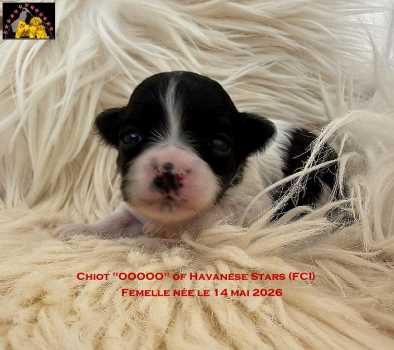 puppy Havanese of Havanese Stars (FCI)  Marguerite Seeberger