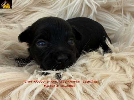 Havaneser Welpe of Havanese Stars (FCI) - Marguerite Seeberger