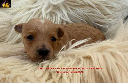 chiot bichon havanais fauve m�le of Havanese Stars Marguerite Seeberger