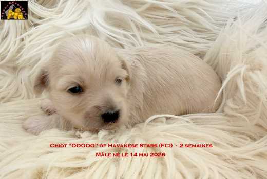 bichon havanais clair of Havanese Stars Marguerite Seeberger