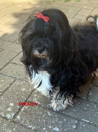 Walzing Wendy over Havanese Stars (FCI) bichon havanais black and silver