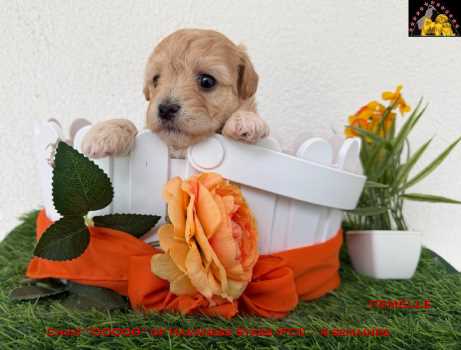 Havanese puppy Havanese Stars (FCI)  Marguerite Seeberger Kennel