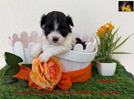 bichon havanais chiot  Havanese Stars (FCI)  Marguerite Seeberger