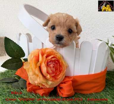 Havaneser Welpe hell falb  of Havanese Stars (FCI)  Marguerite Seeberger