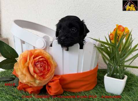 bichon Havanais chiot of Havanese Stars (FCI)  Marguerite Seeberger