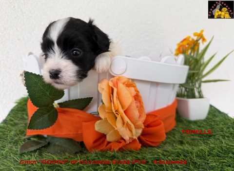 Havaneserwelpe H�ndin of Havanese Stars  Marguerite Seeberger