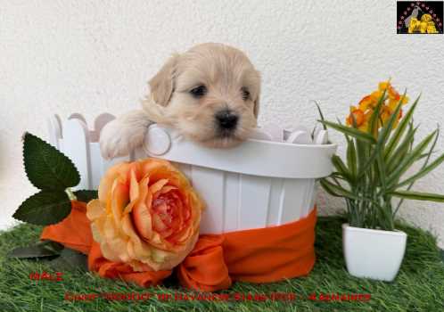 chiot bichon Havanais of Havanese Stars  Marguerite Seeberger