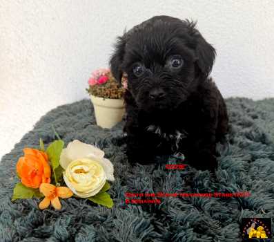 Havaneser Welpen of Havanese Stars (FCI)  Marguerite Seeberger