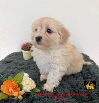 Havanese Stars FCI  bichons havanais chiots Welpen
