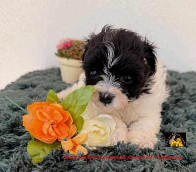 chiot bichon havanais noir-blanc Havanese Stars