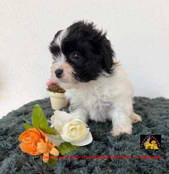 chiot bichon havanais bicolore  weiss-schwarzer Welpe Havaneser