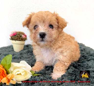 Havanese Stars (FCI)  bichons havanais chiots fauve 
