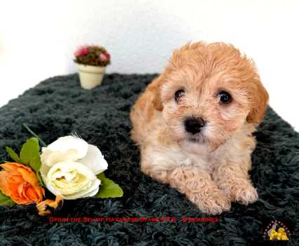 bichon havanais fauve clair Havanese Stars (FCI)  Marguerite Seeberger