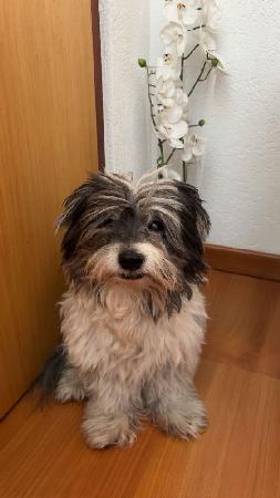 Fun for my Fiston of Havanese Stars (FCI)