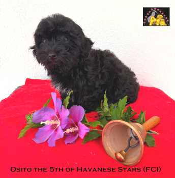 puppy Havanese  Havaneser Welpe chiots bichons Havanais Havanese Stars (FCI)