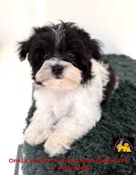 chiots bichons Havanais of Havanese Stars (FCI)  Marguerite Seeberger