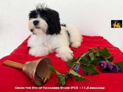 Havaneser Welpen  Marguerite seeberger Havanese Stars (FCI)