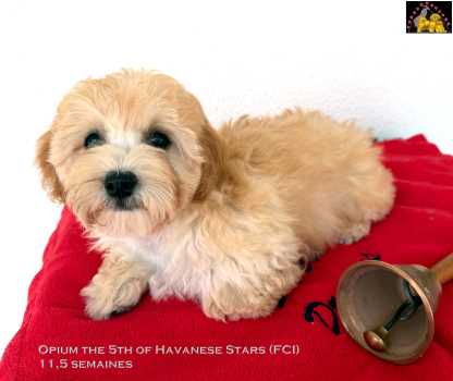 Havanese puppy Havanese Stars (FCI) Marguerite Seeberger