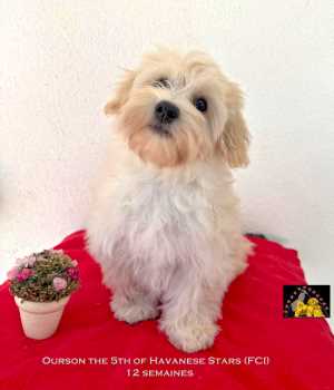 bichon havanais of Havanese Stars (FCI) Marguerite Seeberger