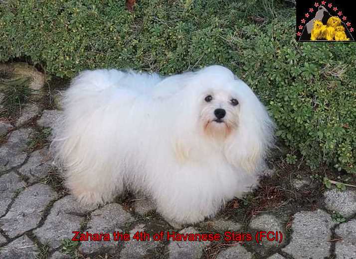 Zahara the 4th of Havanese Stars (FCI)