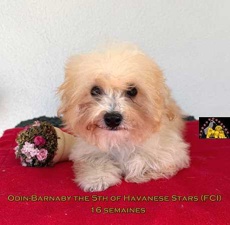 chiot bichon havanais m�le fauve et blanc of Havanese Stars (FCI)