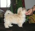 bichon havanais Vivien Havaneser