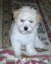 Lovely Lord Lothar of Havanese Stars