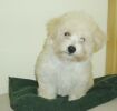 Lovely Lord Laurel  3 mois et 5 jours  bichon havanais  Havaneser