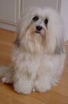 Corwinn Jolly Joker  2 ans 1/2 bichon havanais  Havaneser