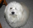 Londres Havanese Stars in the Valais